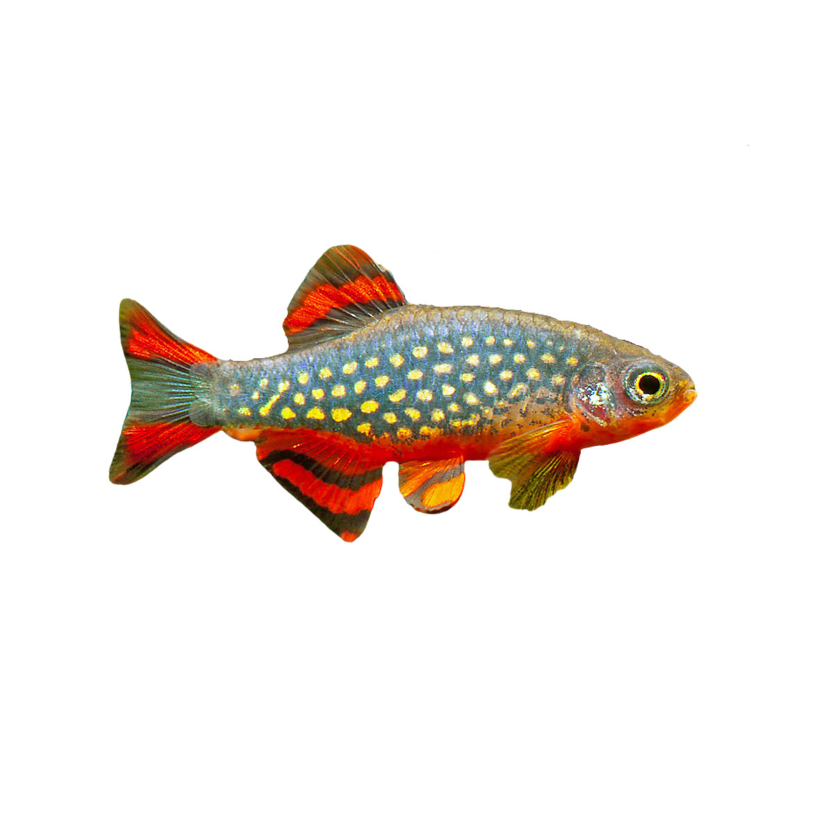 Celestial Pearl Danio – Aura Aquarium