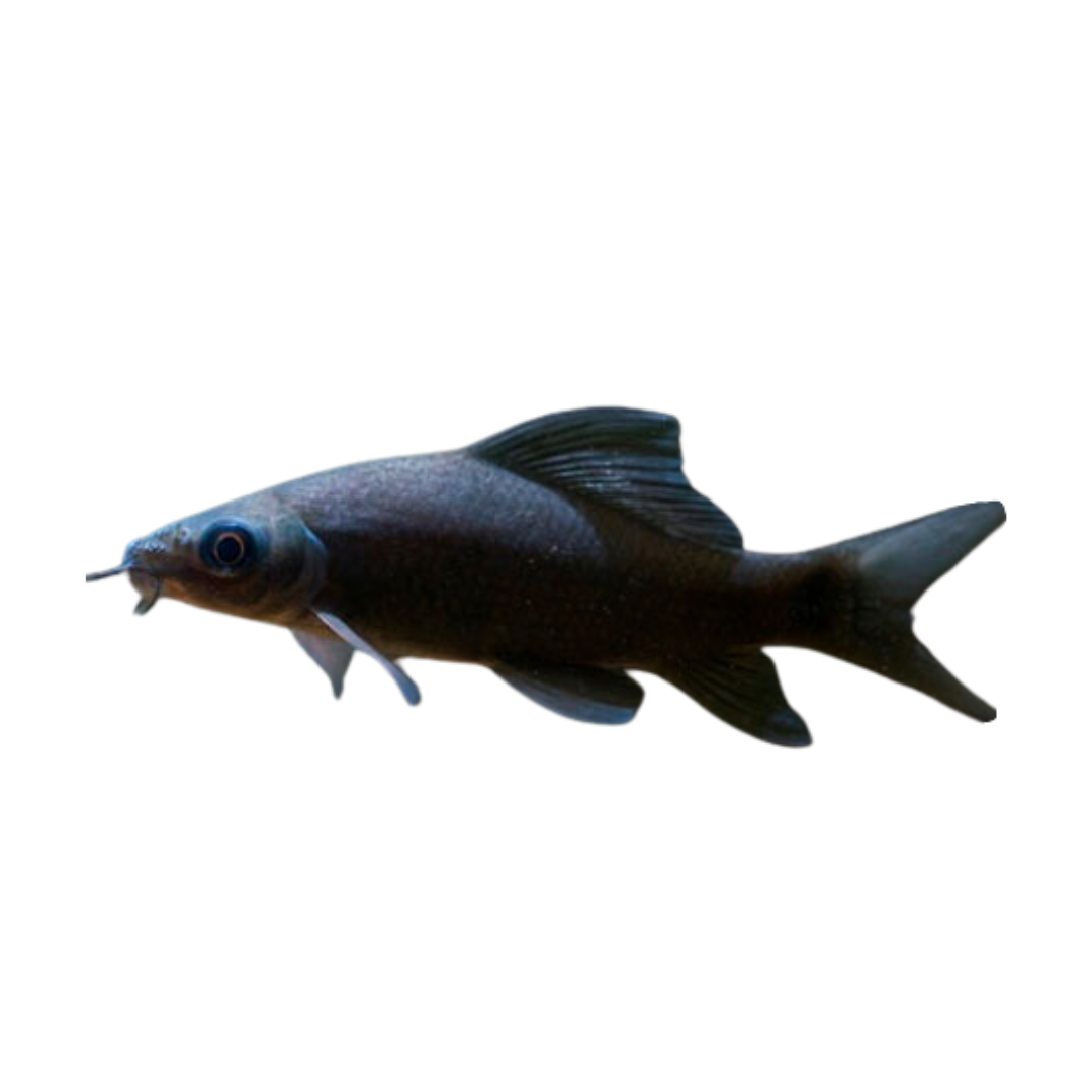 Black Shark Aura Aquarium