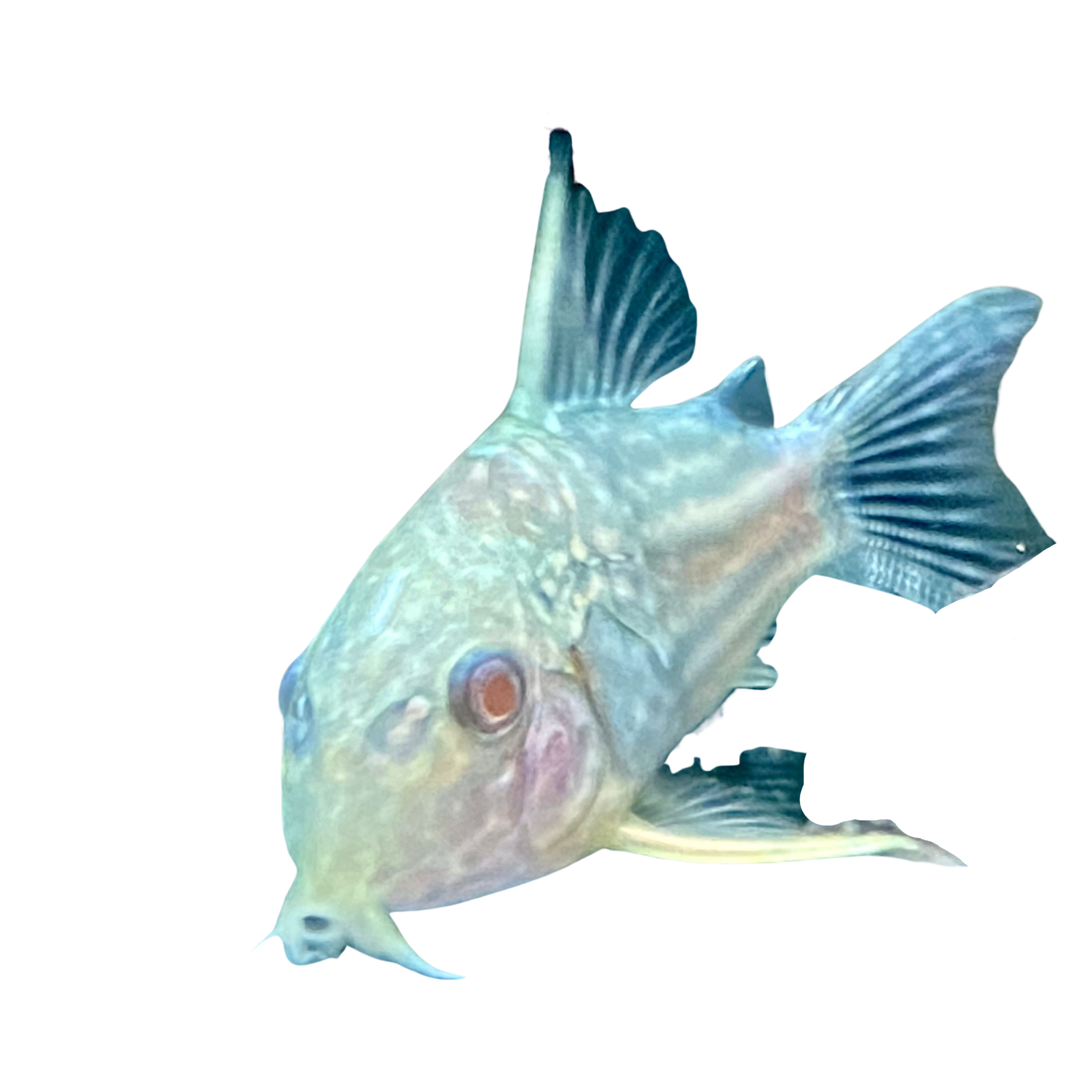 Albino Sterbai Corydora Catfish