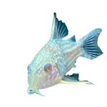 Load image into Gallery viewer, Albino Sterbai Corydora Catfish
