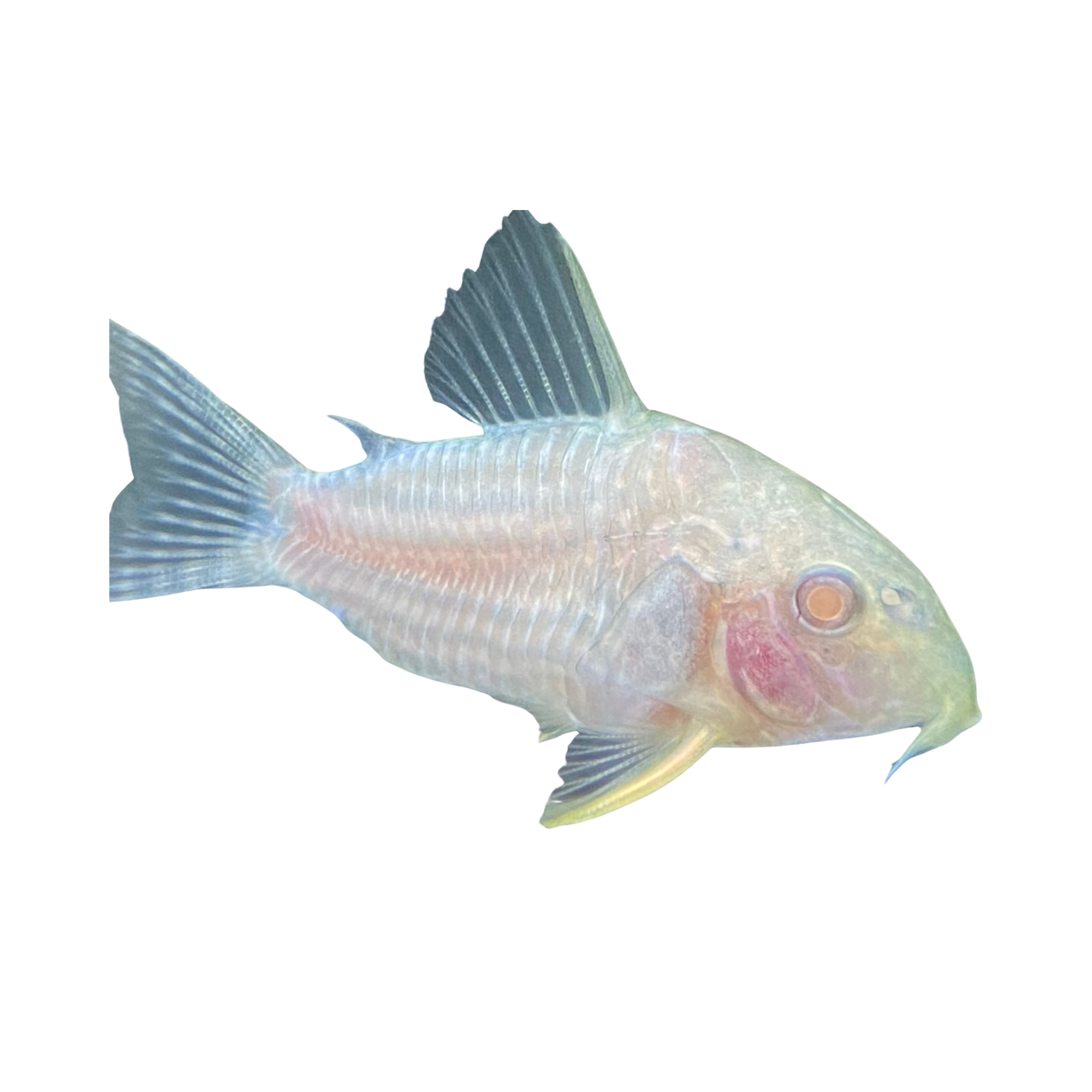 Albino Sterbai Corydora Catfish