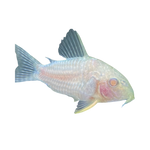 Load image into Gallery viewer, Albino Sterbai Corydora Catfish
