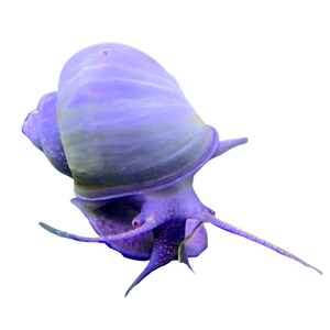 Purple Mystery Snail