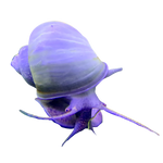 Load image into Gallery viewer, Purple Mystery Snail
