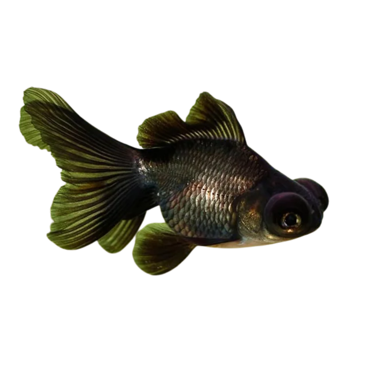 Black Moor Goldfish Aura Aquarium