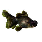 Load image into Gallery viewer, Black Moor Goldfish
