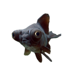 Load image into Gallery viewer, Black Moor Goldfish
