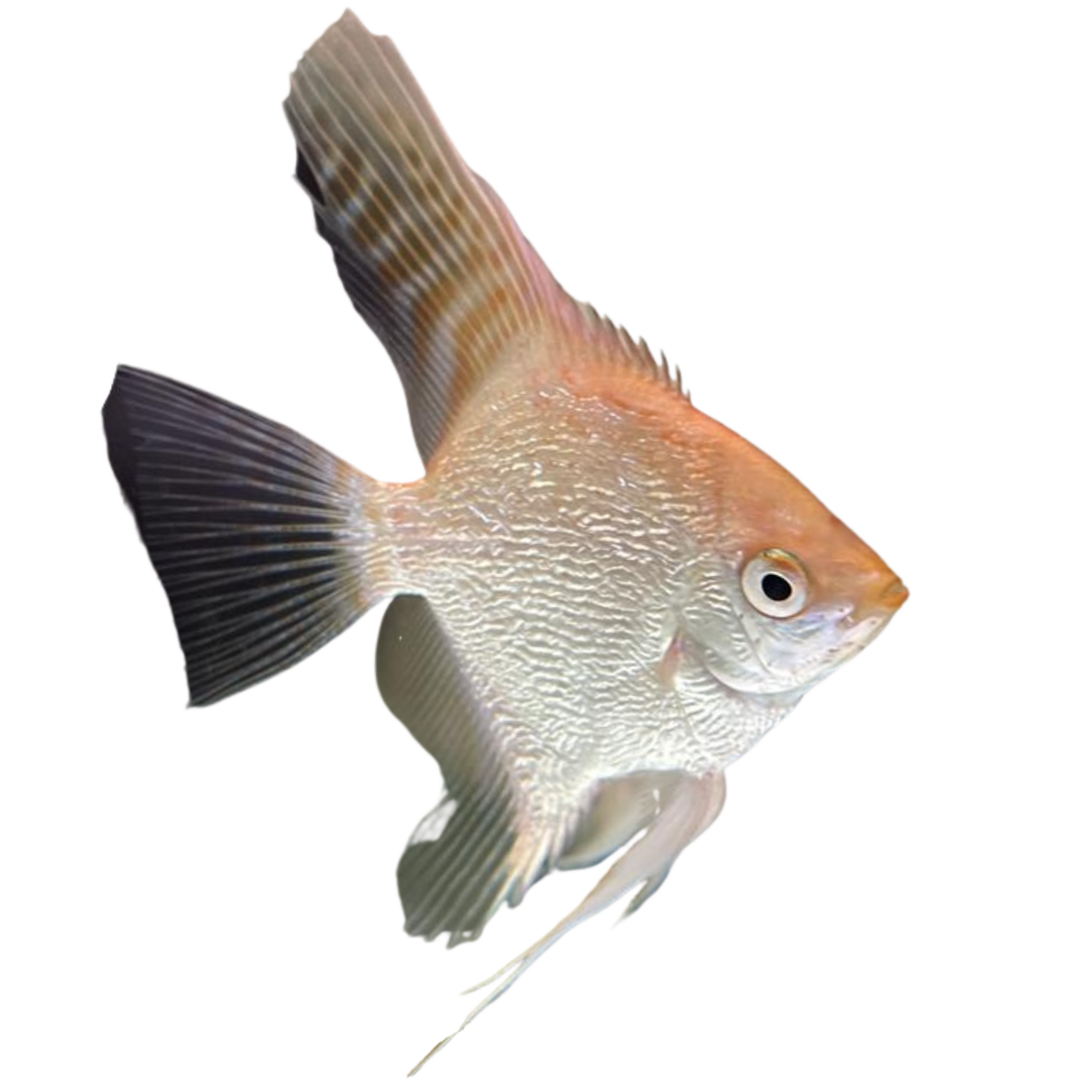 Koi Angel Fish