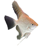 Load image into Gallery viewer, Koi Angel Fish
