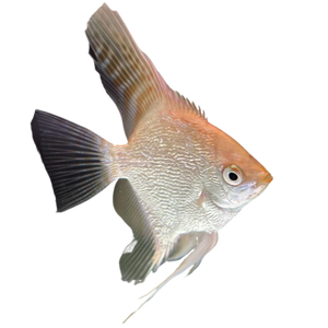 Koi Angel Fish