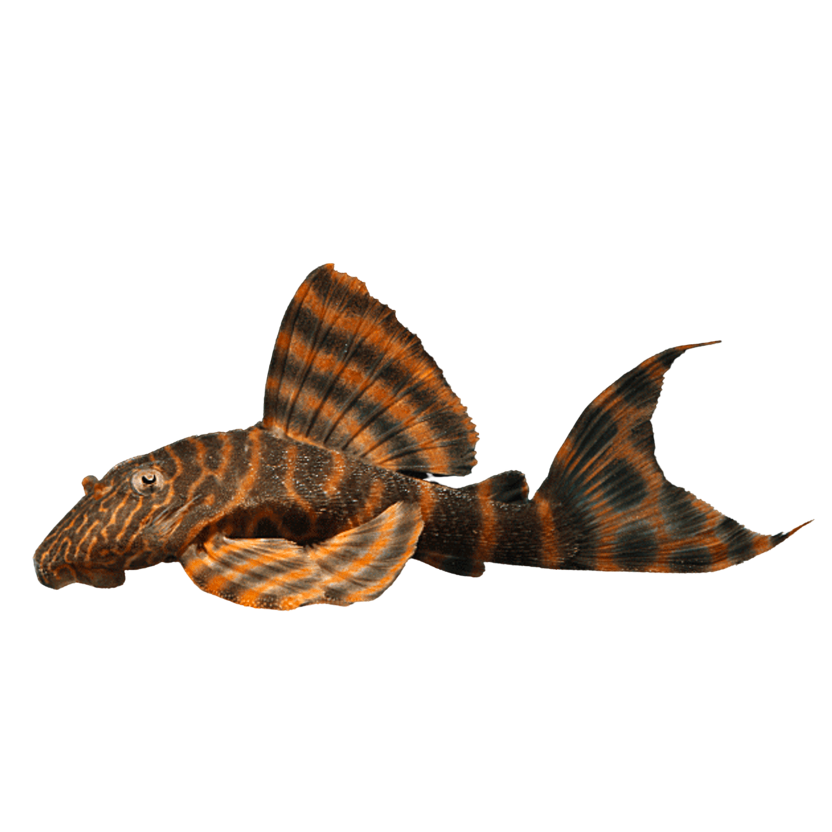 l397-pleco-tiger-4cm-aura-aquarium