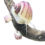 Load image into Gallery viewer, Magenta Mystery Snail
