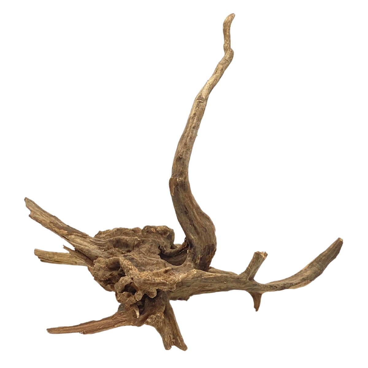 Medium Heavy Sinking Wood Aura Aquarium