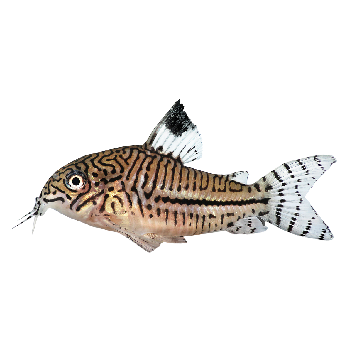 ジュディス ガイガー JUDITH  「Coris Fish」 True Juli's Cory Catfish (Corydoras julii), Tank-Bred