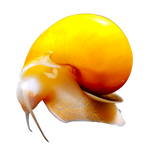 Load image into Gallery viewer, Mystery Snail

