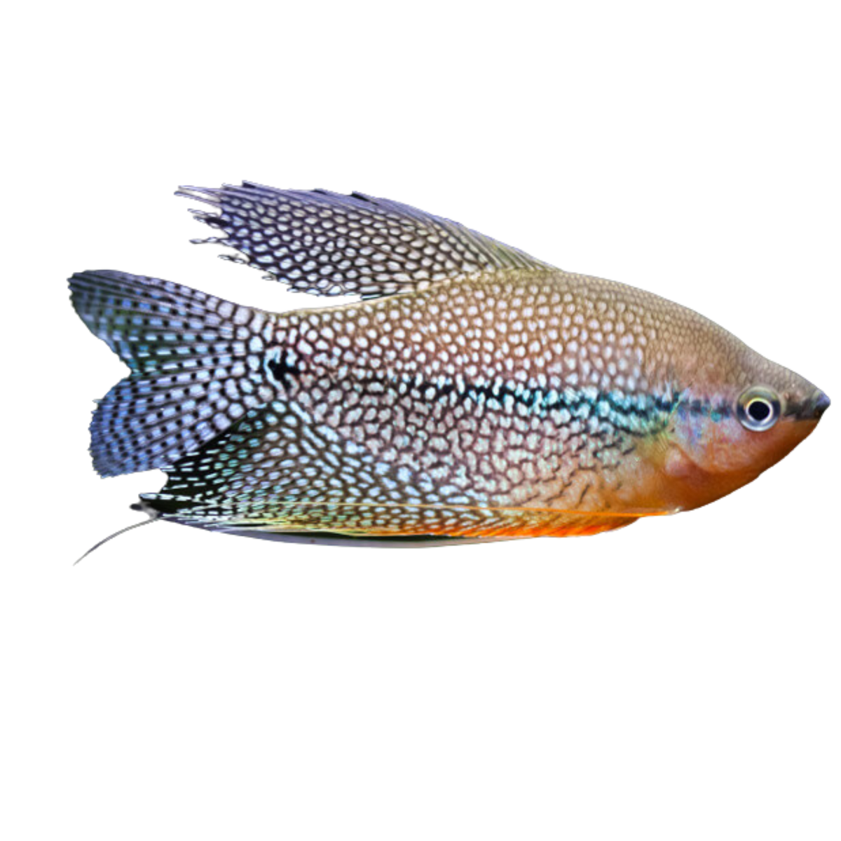 Pearl gourami cheap tropical fish