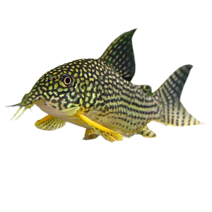 Sterbai Corydora Catfish