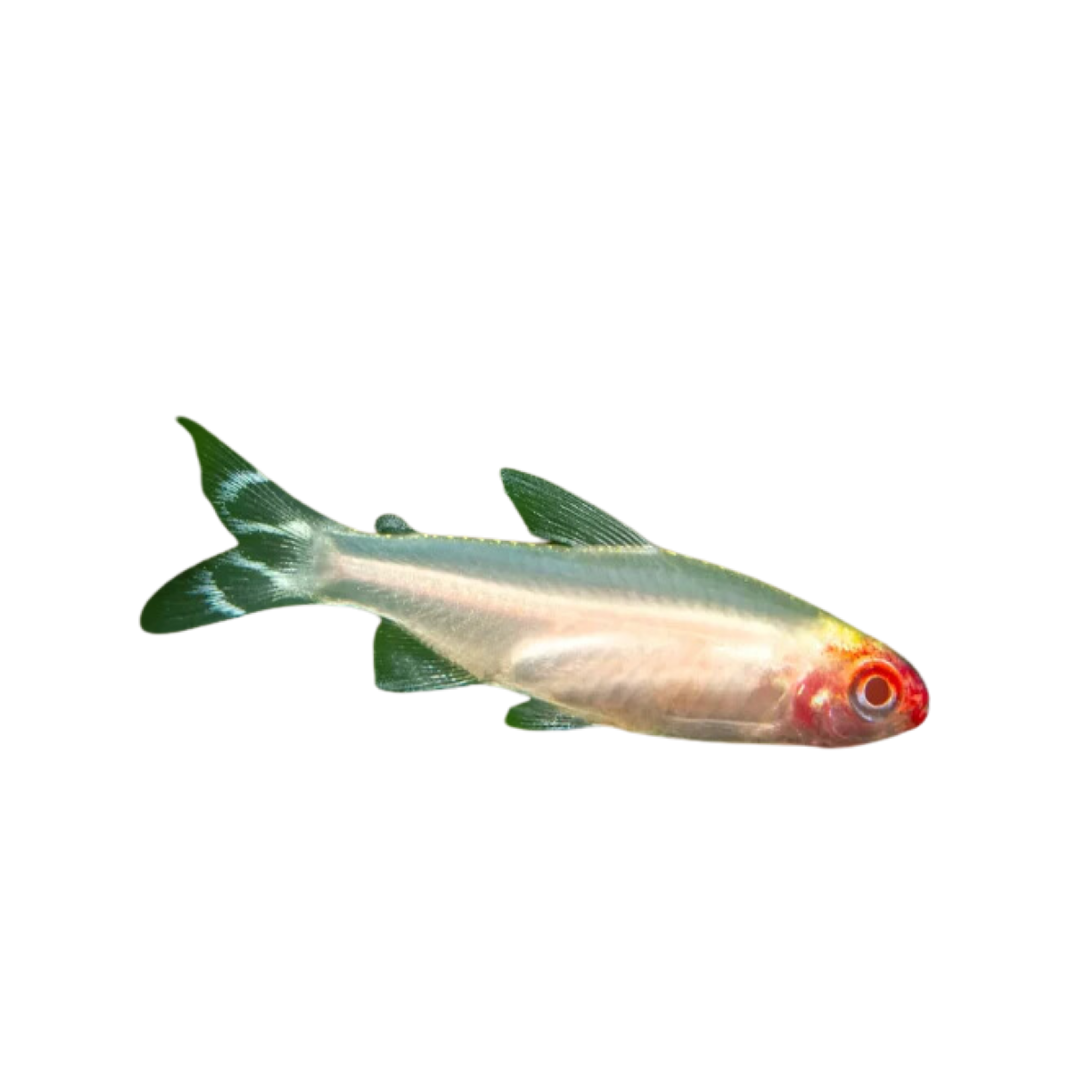 Golden Rummynose Tetra