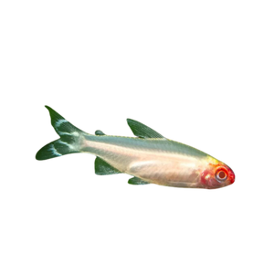 Golden Rummynose Tetra