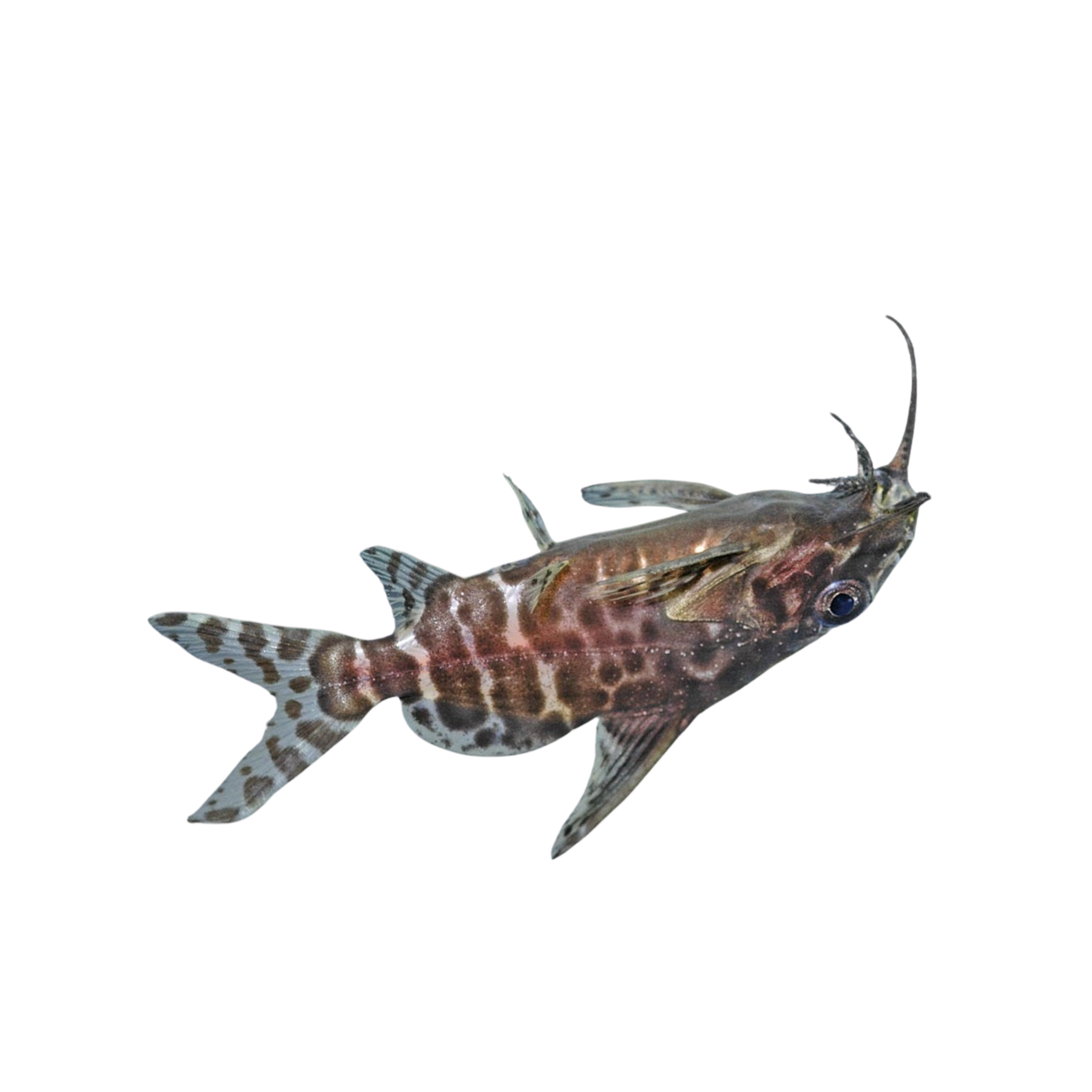 Upside-down Catfish