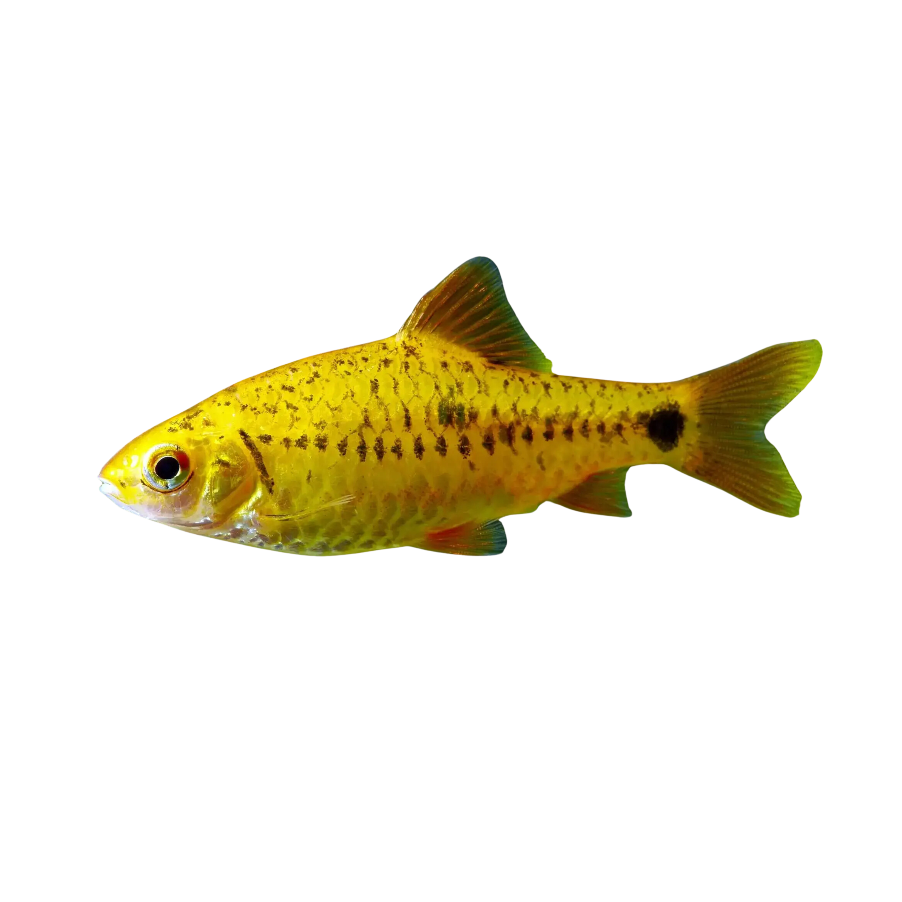 Golden Barb