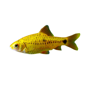 Golden Barb