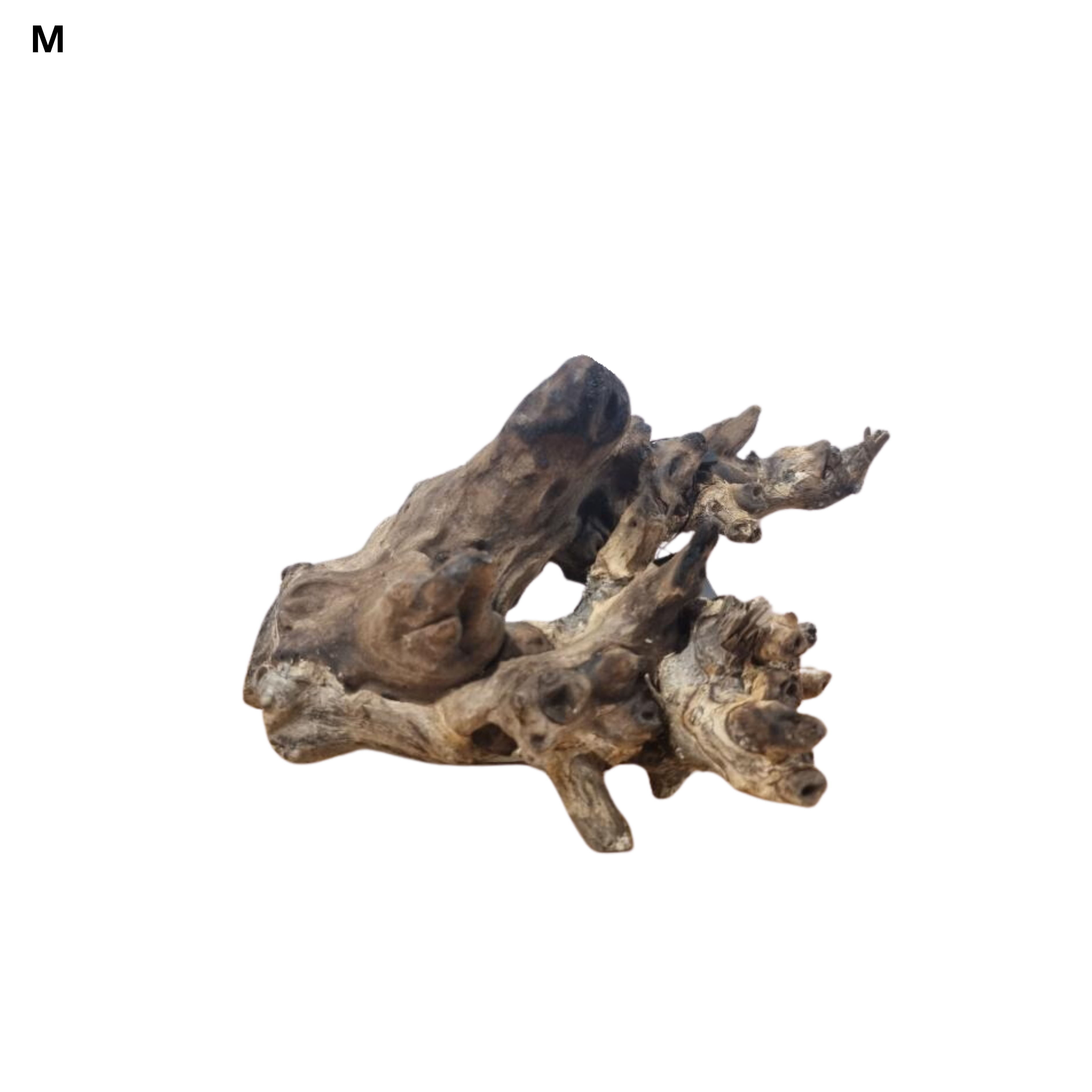 Coral Driftwood