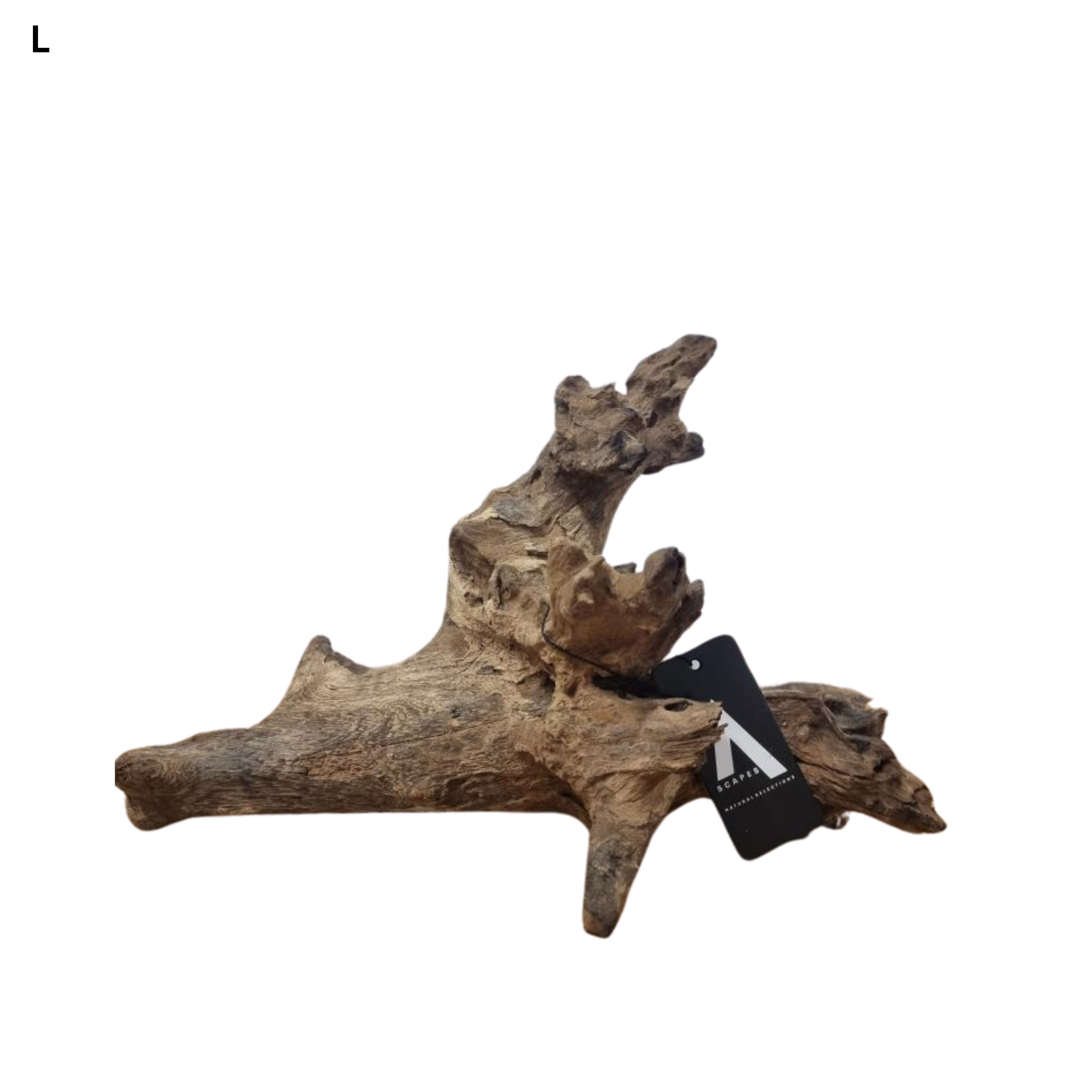 Coral Driftwood