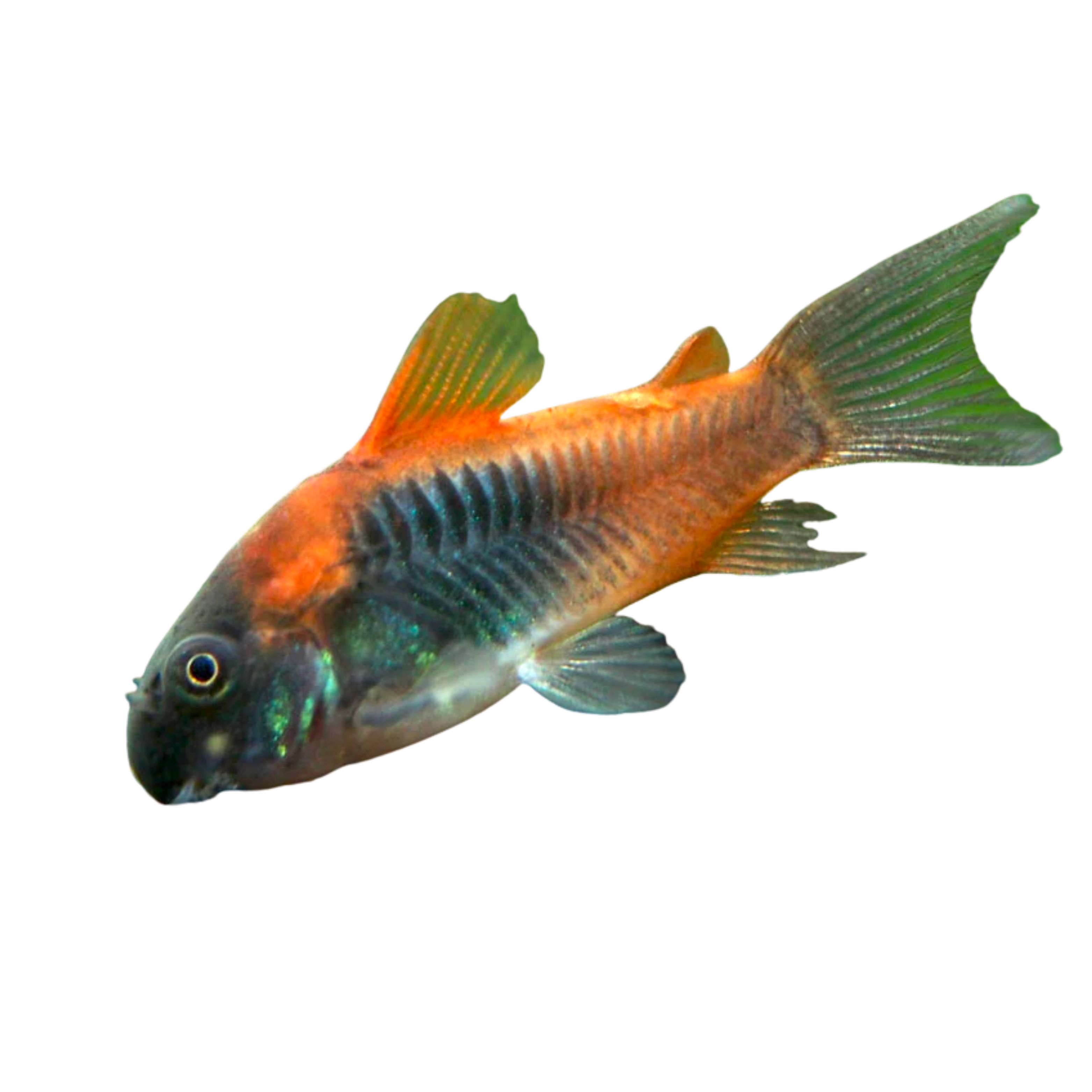 Venezuela Corydora