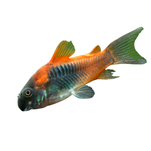 Venezuela Corydora