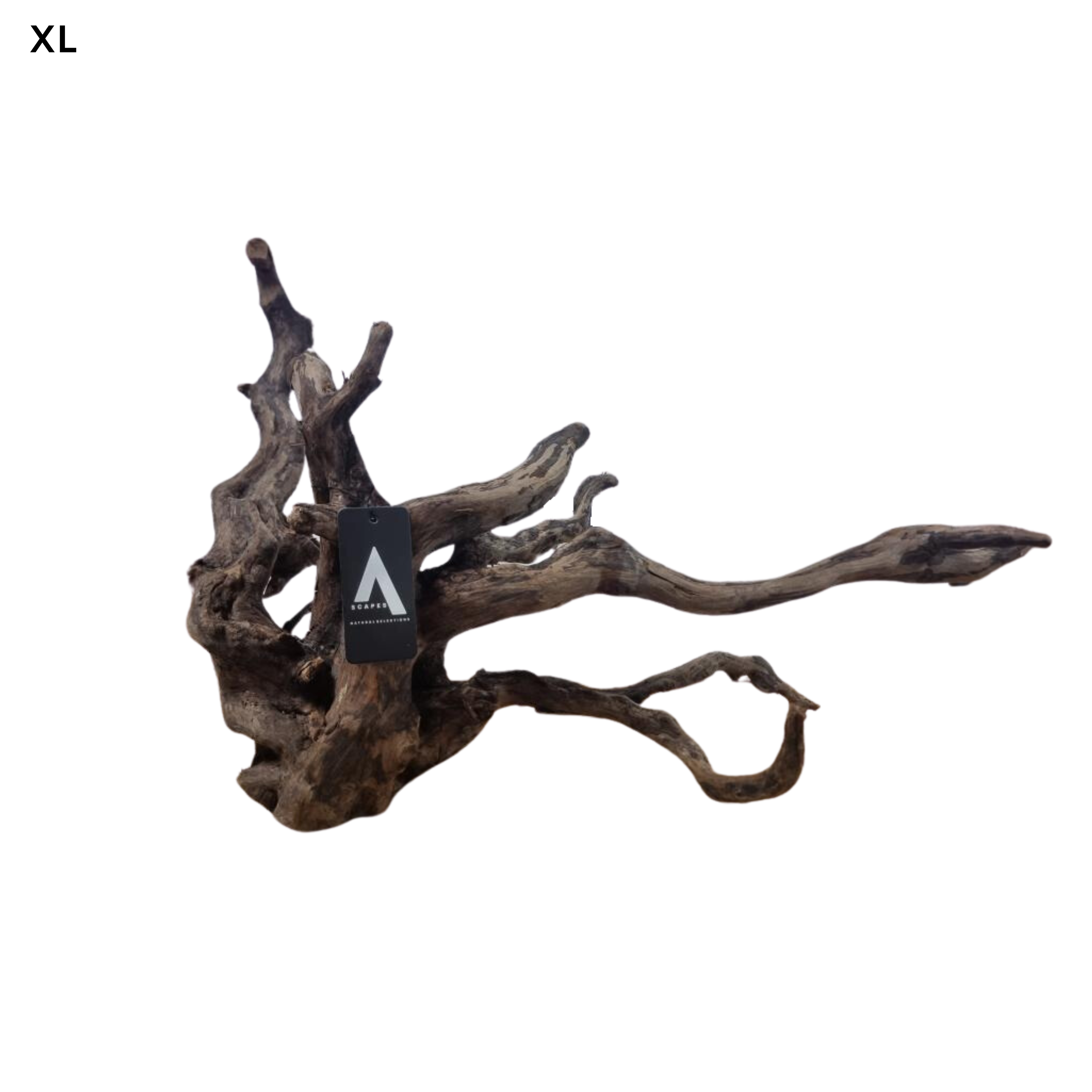 Coral Driftwood