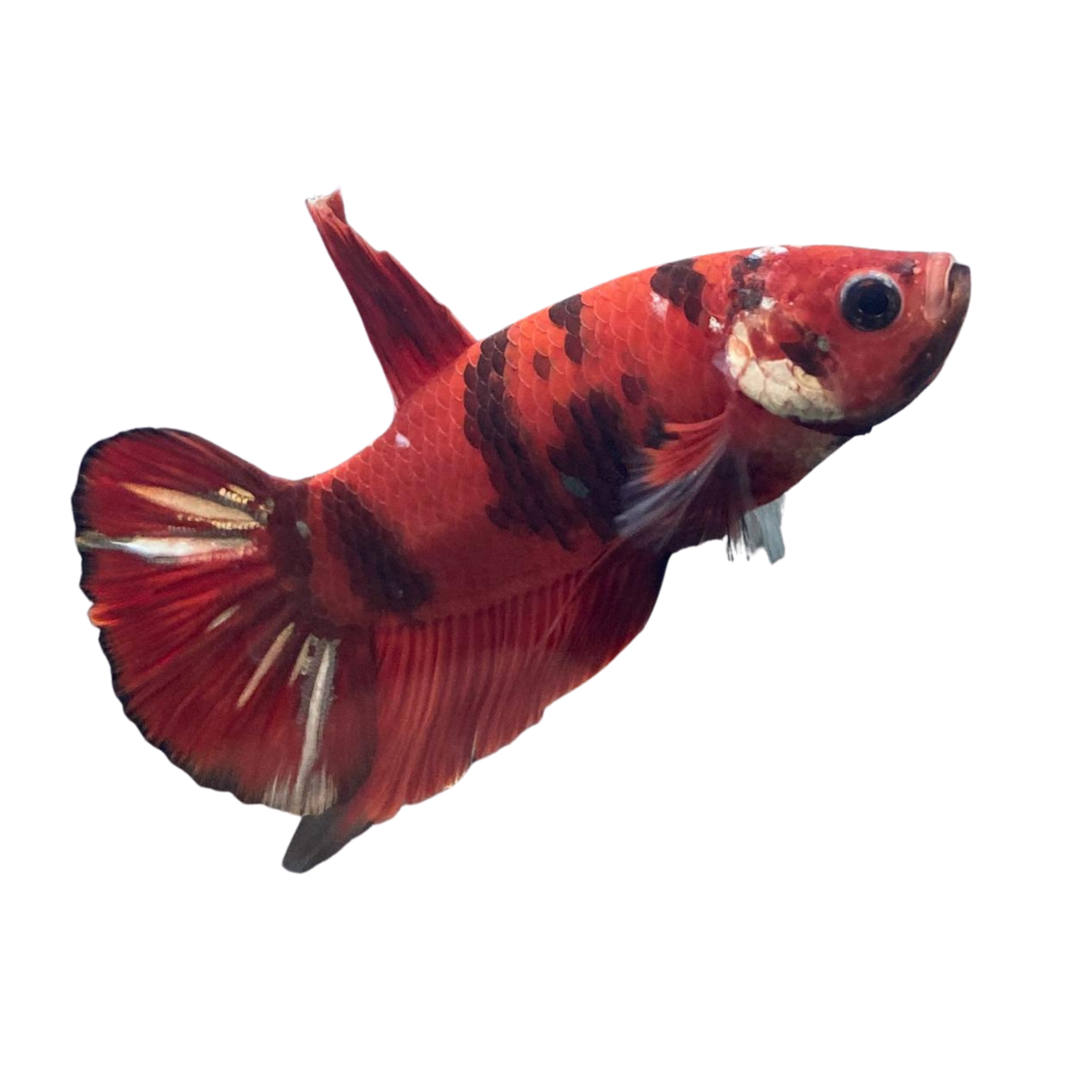 Nemo Copper Betta