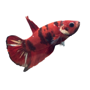 Nemo Copper Betta