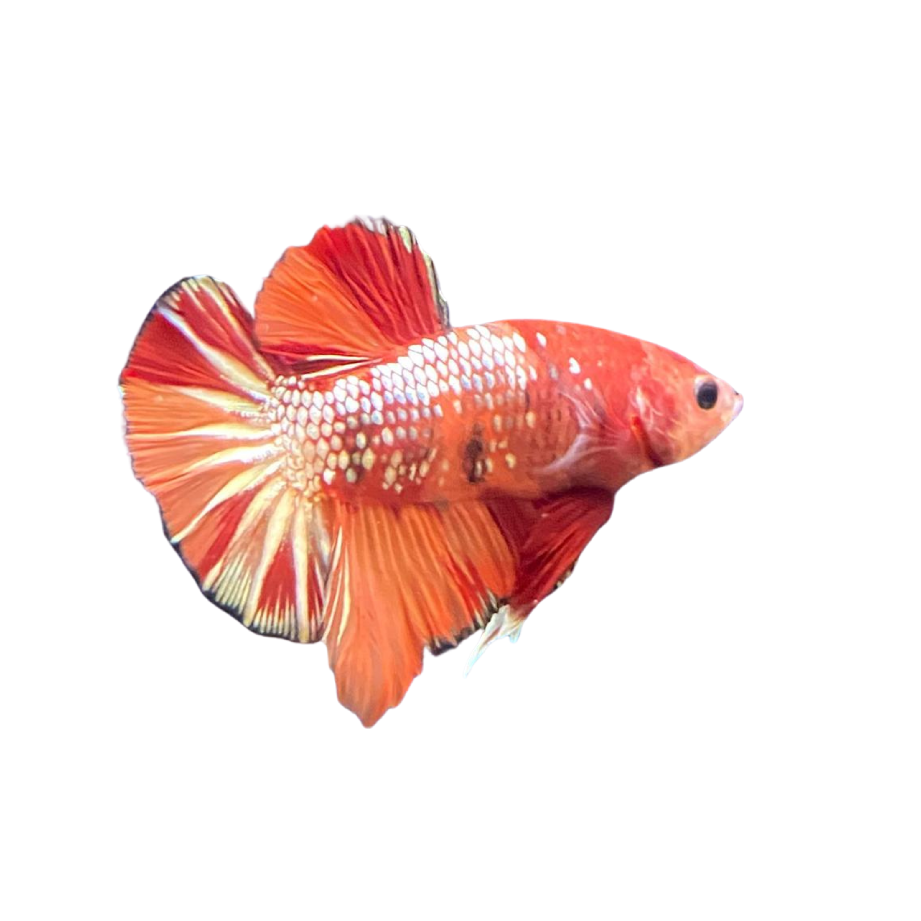 Fancy Copper Betta 3