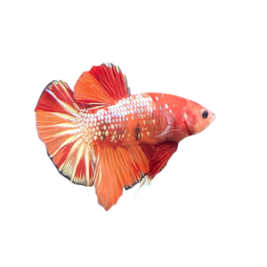 Fancy Copper Betta 3