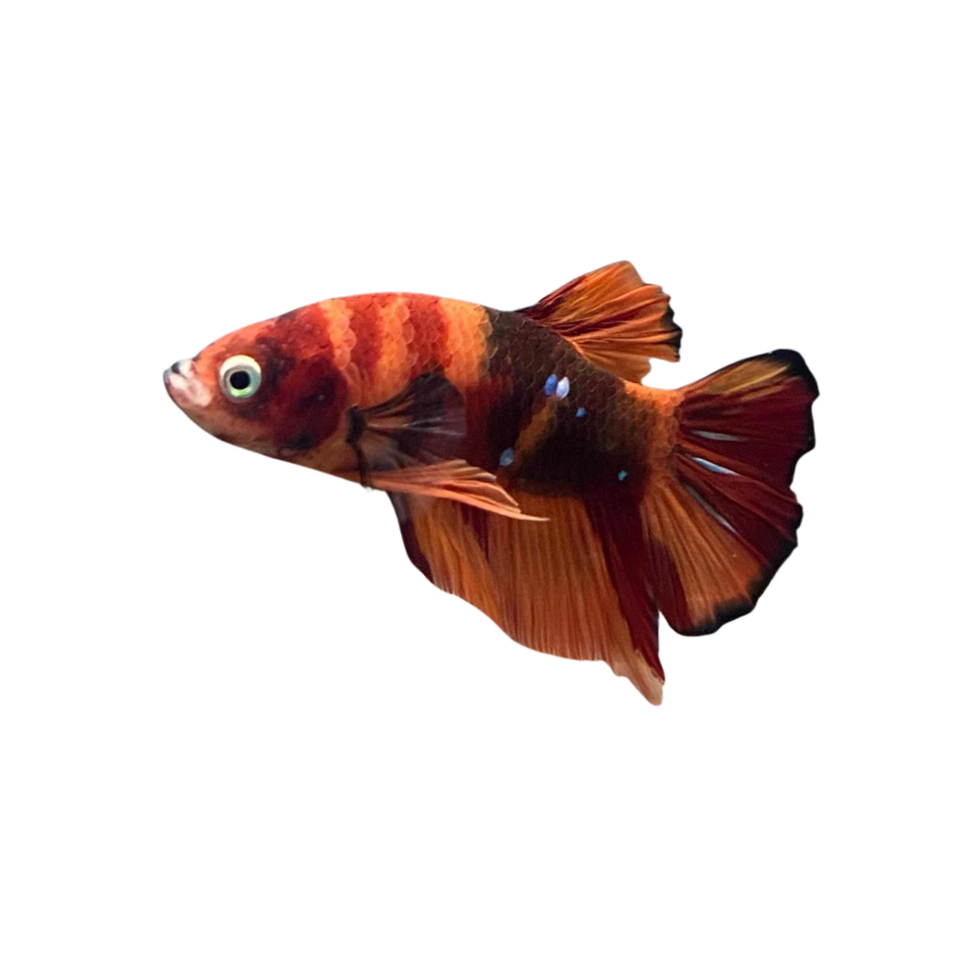 Koi Classic Betta