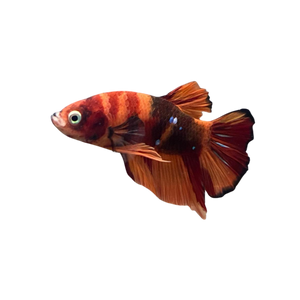 Koi Classic Betta