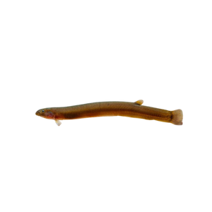 Black Kuhli Loach