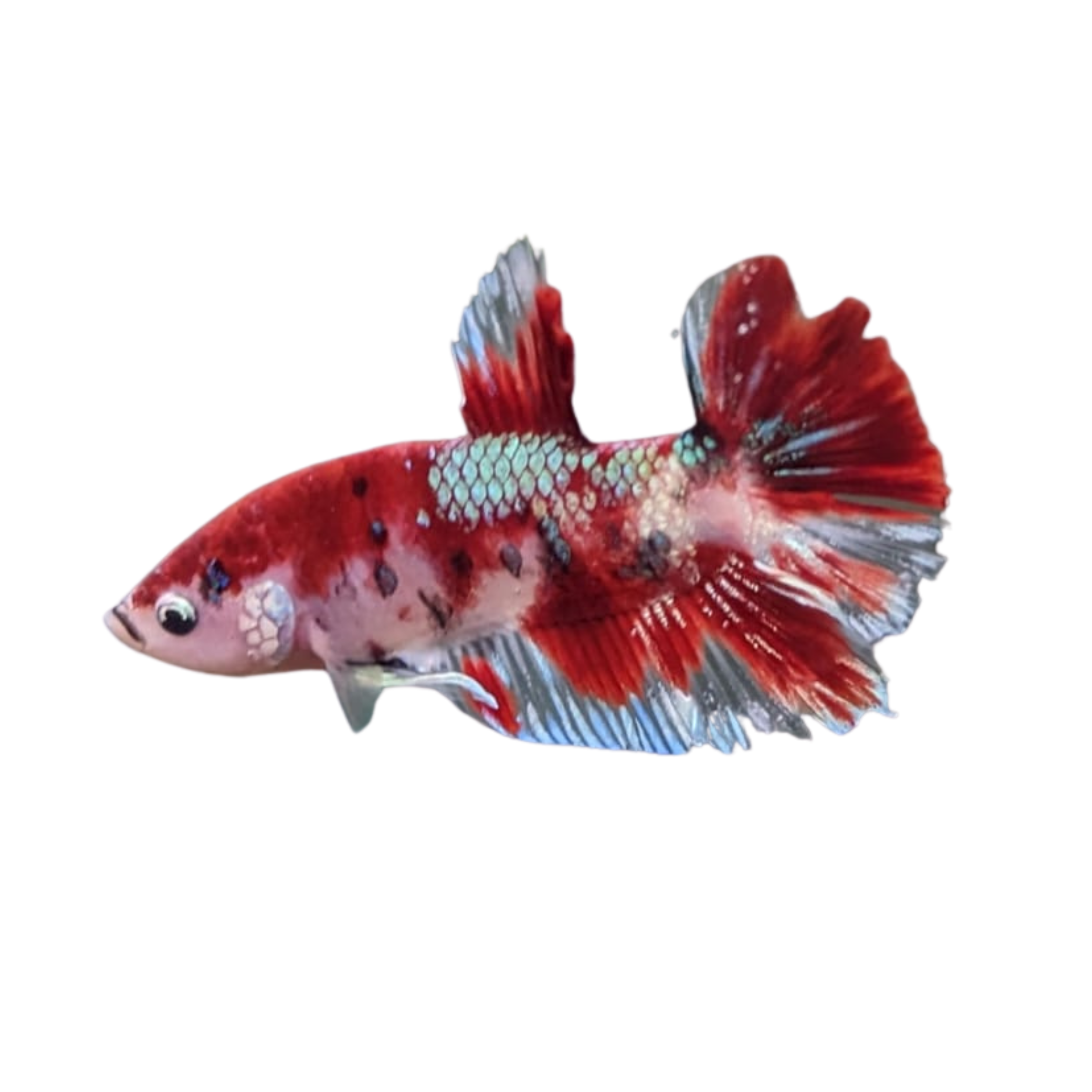KOI BETTA - ROSEY RED COLOUR