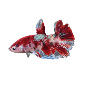 KOI BETTA - ROSEY RED COLOUR