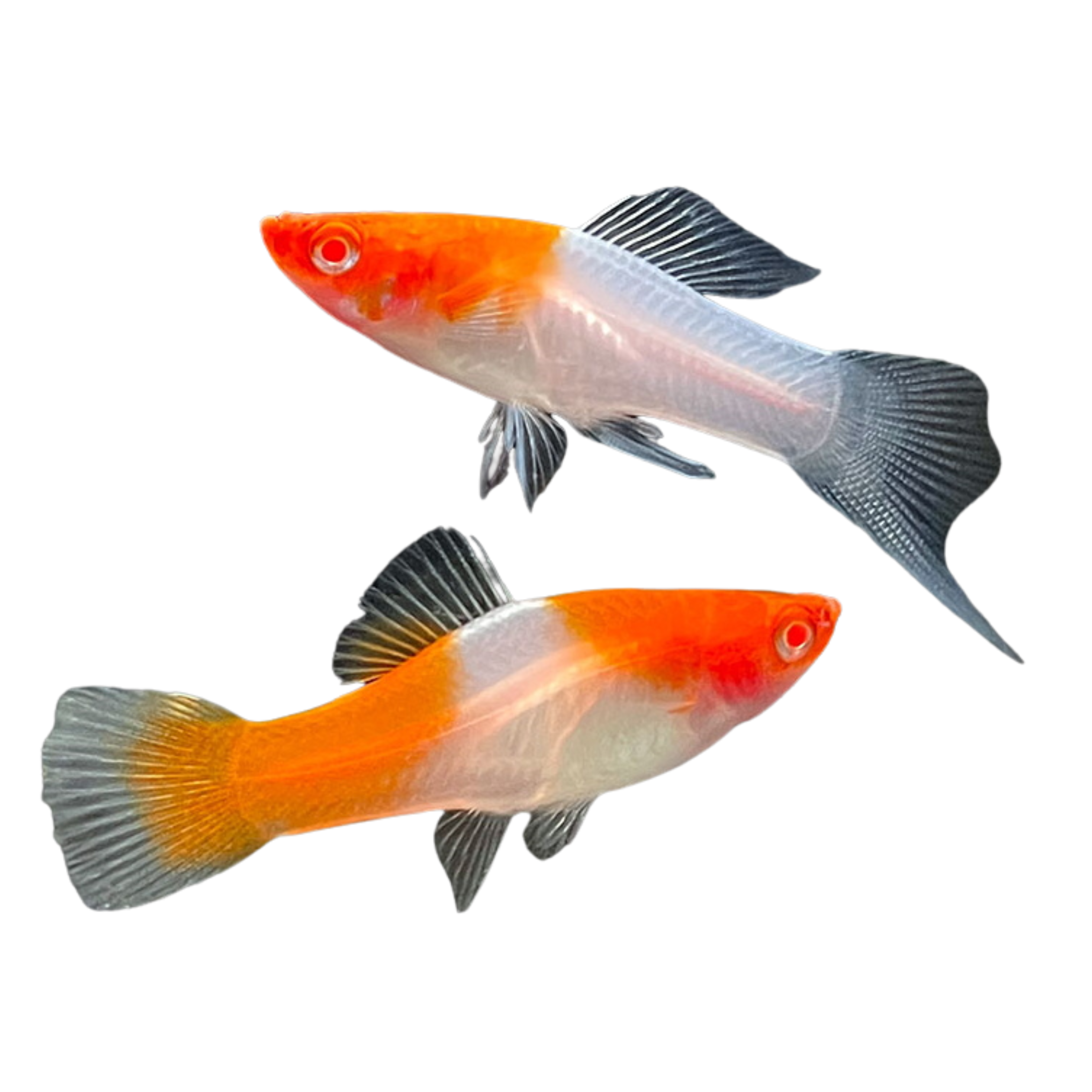 Koi Swordtails Molly