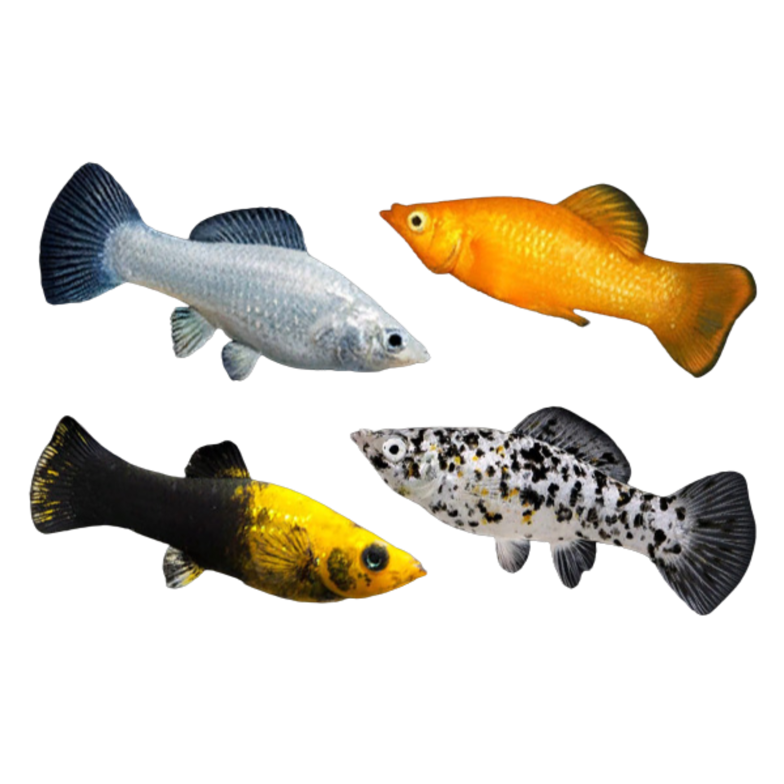 Assorted Molly 9-11cm