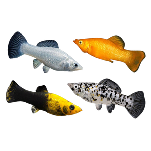 Assorted Molly 9-11cm
