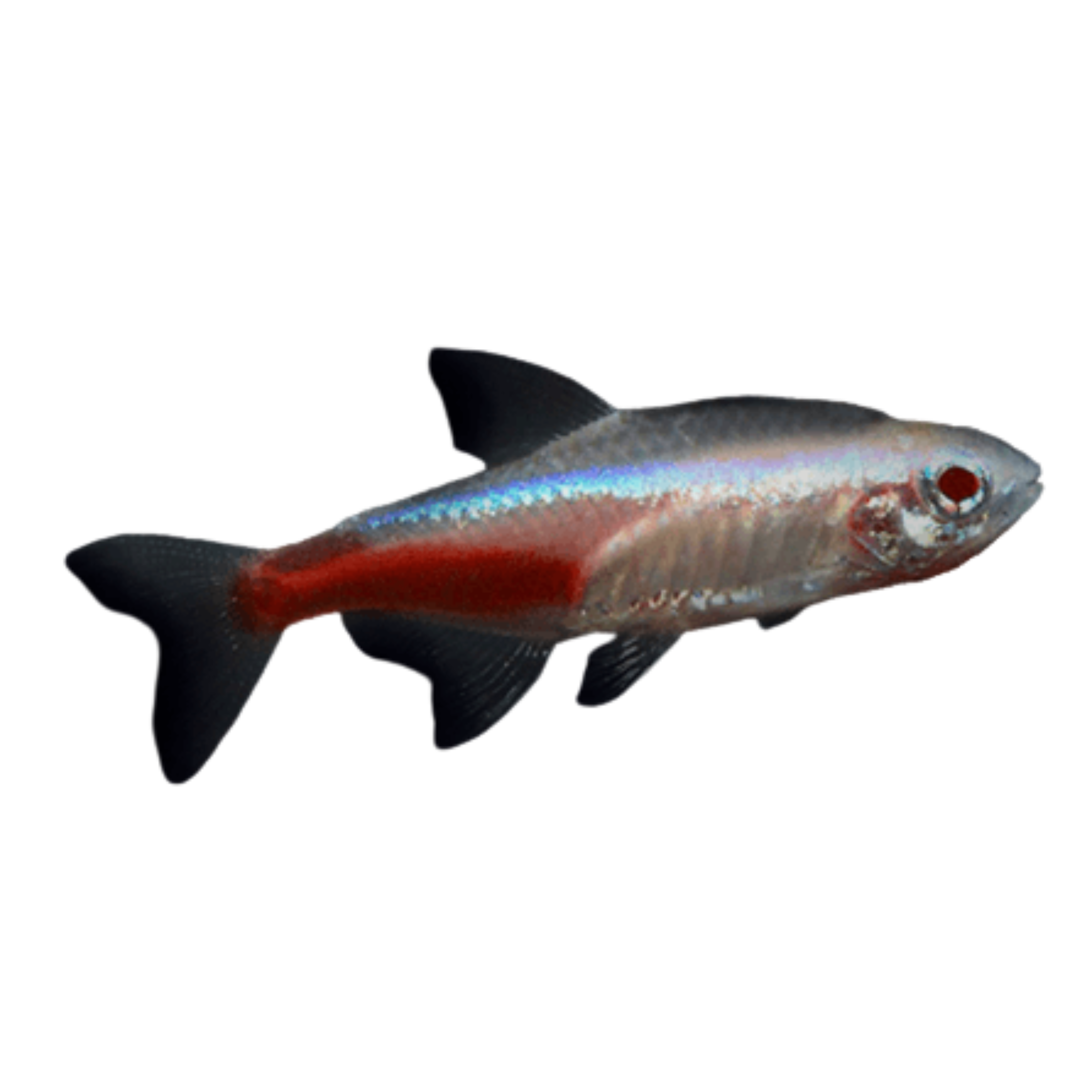 Albino Neon Tetra