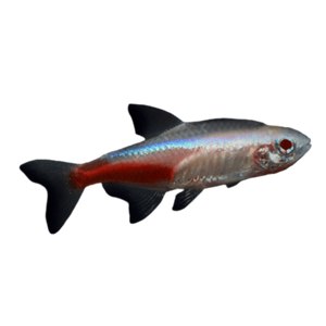 Albino Neon Tetra