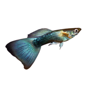 Blue Neon Guppy