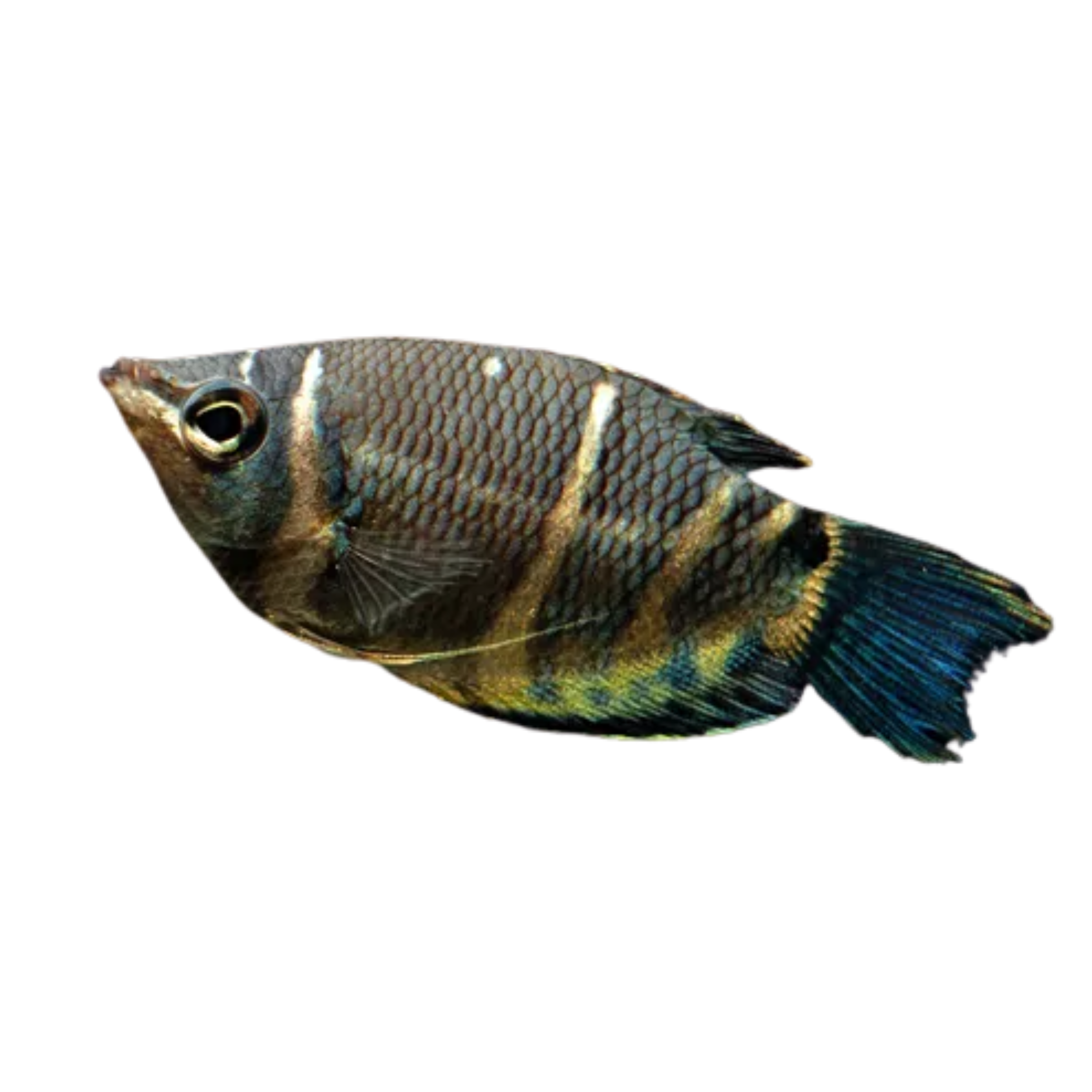 Dwarf Chocolate Gourami