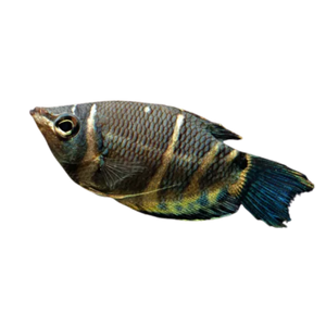 Dwarf Chocolate Gourami