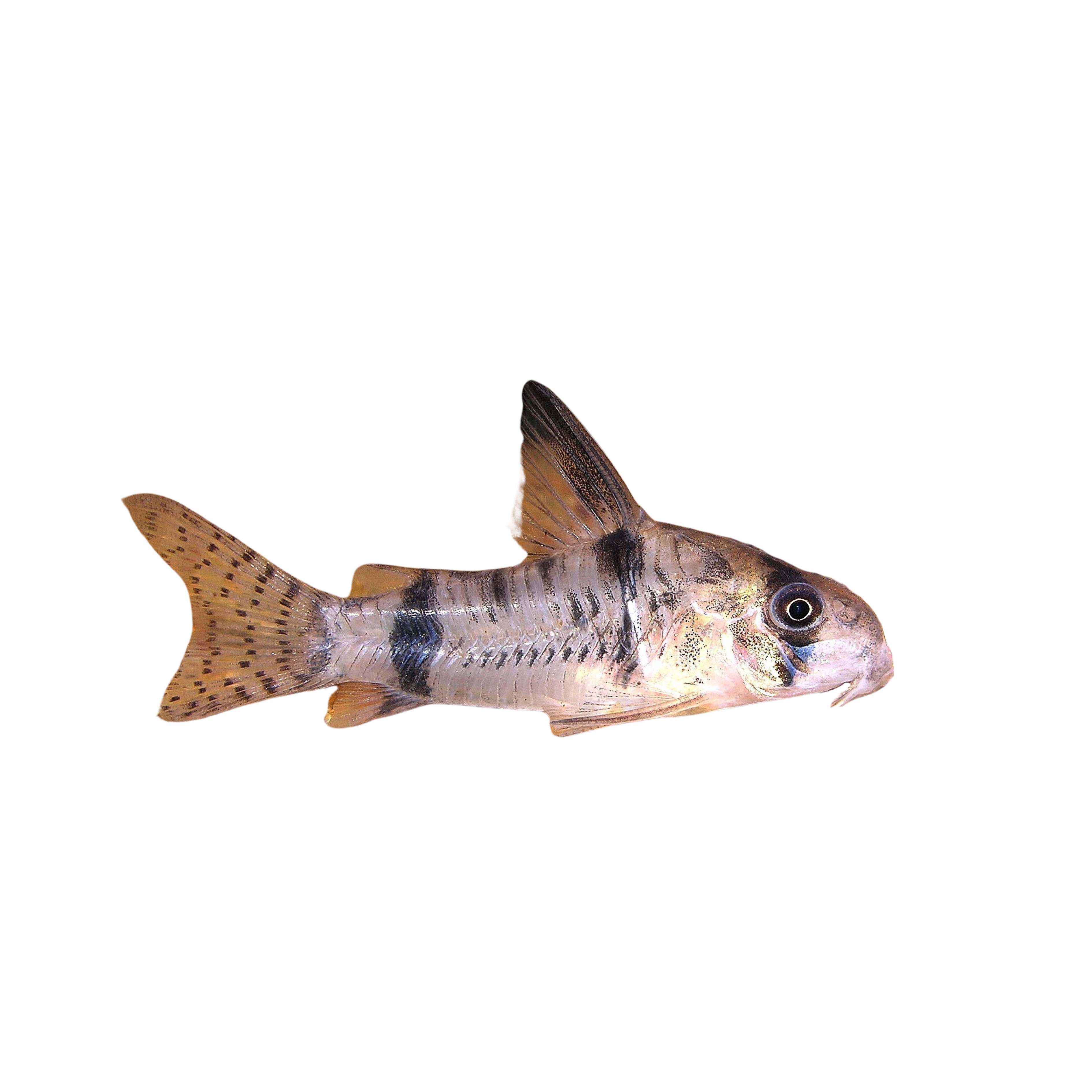 Reynolds' Corydora