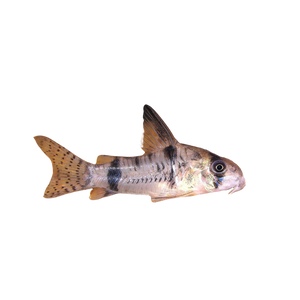 Reynolds' Corydora